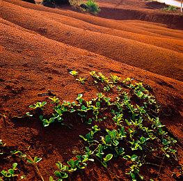 《嗜血印》魅魔DLC完善更新 新增魅魔纹和尾巴